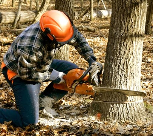 Tree Removal in Dryden, TX